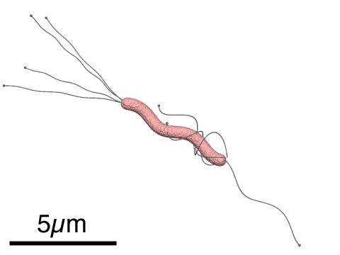 ヘリコバクター・ピロリ (Helicobacter pylori ヘリコバクテル・ピュロリ) とは、ヒトなどの胃に生息するらせん型の細菌である。単にピロリ菌（ピロリきん）と呼ばれることも多い。